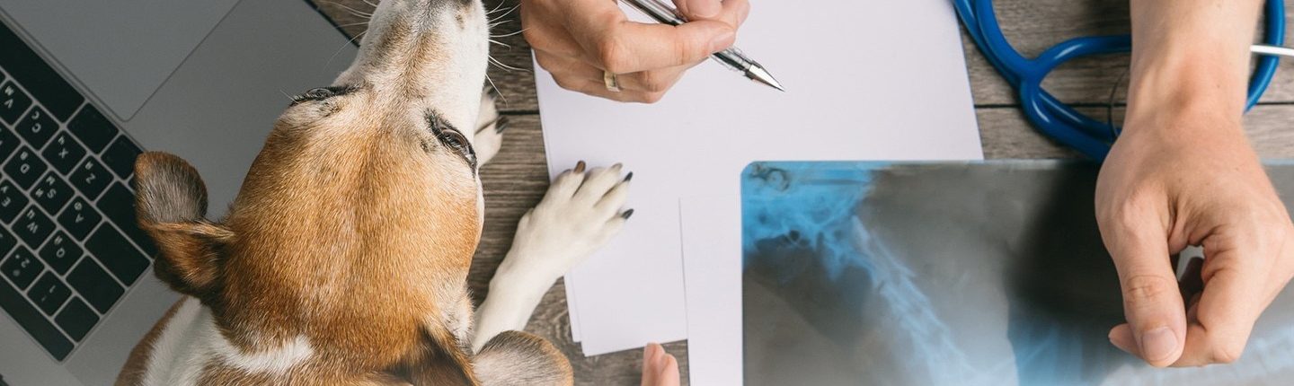 A dog on a desk next to a laptop and someone writing on paper